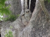 barred-owl-chicks-in-tree-hole
