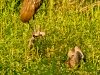 limpkin-chicks