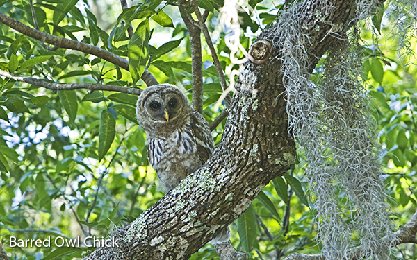 barred-owl-chick-1