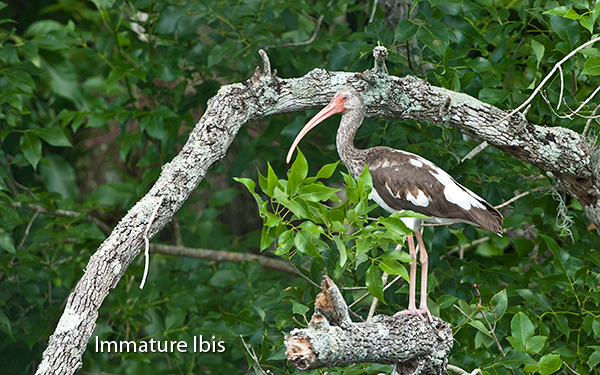 immature-ibis