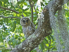 barred-owl-chick-1