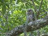 barred-owl-chick-2