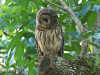 female-barred-owl