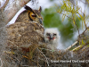 horned-owls