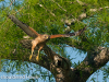 red-shouldered-hawk-flight