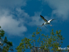 wood-stork-with-stick