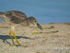 yellow-crowned-night-heron