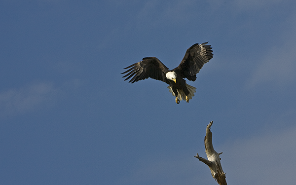 eagle-landing