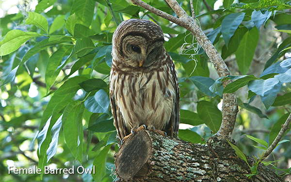 female-barred-owl