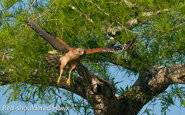 red-shouldered-hawk-flight