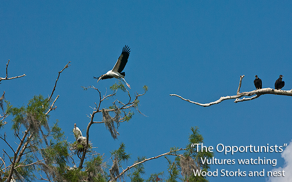 the-opportunists-vultures
