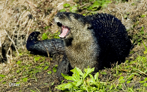 yawning-otter