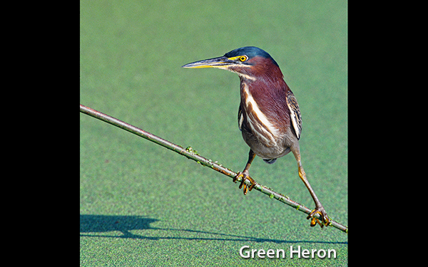 green-heron