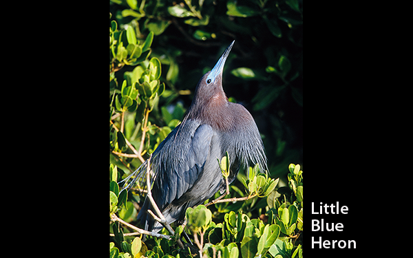 litttle-blue-heron