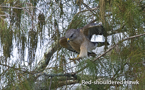 red-shouldered-hawk