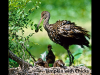limpkin-with-chicks
