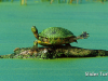 slider-turtle