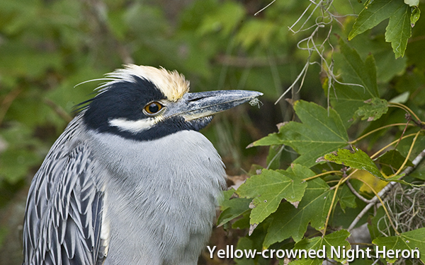 yellow-crowned-night-heron