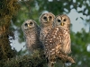 barred-owls-on-a-stroll