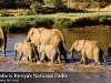 Elephants in Whatever River