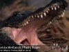 Snarling Gator Shows Off Some Teeth