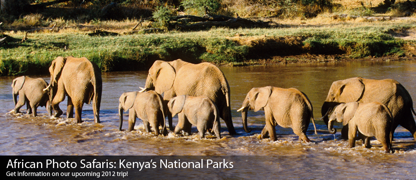 Elephants in Whatever River