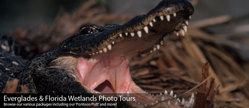 Snarling Gator Shows Off Some Teeth