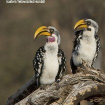 May 2011 Newsletter: The Birds Of Africa