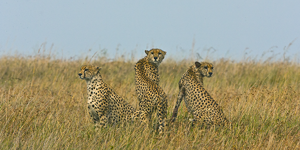 African-cheetahs