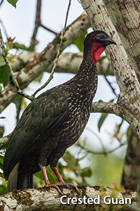 Crested-Guan