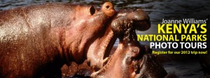 African Hippos Feature Image