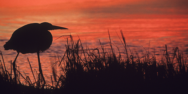 Great-Blue-Heron-silhouette