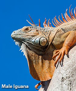 Iguana