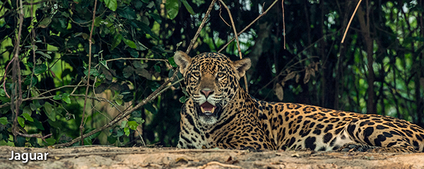 Jaguar