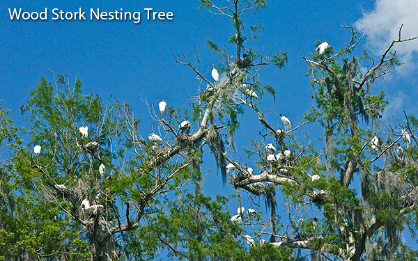 NESTING-WOOD-STORKS