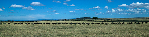 The-Great-Wildebeest-Migration-Kenya