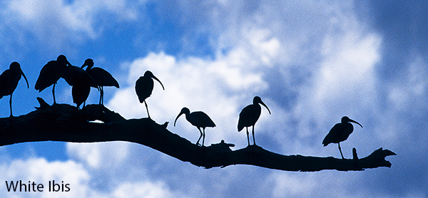 White-Ibis