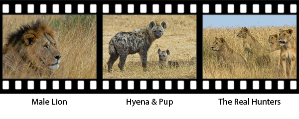 newsletter146-africa-film-strip2