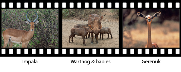 newsletter146-africa-film-strip3