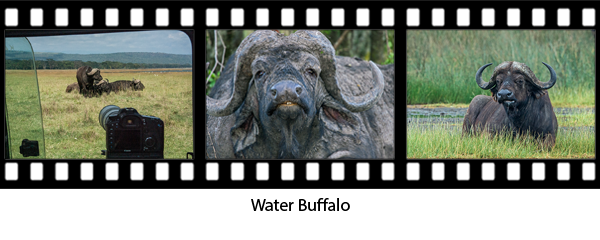newsletter146-africa-film-strip4