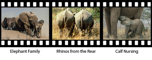 newsletter146-africa-film-strip5