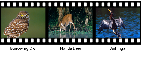newsletter154-pontoon-film-strip2